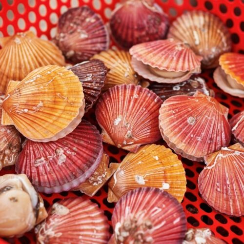 제철 홍가리비의 황홀경! 통영 고성 산지직송, 이 신선함 놓치지 마세요!