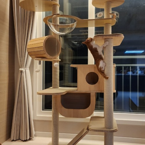 우리 냥이 최고의 선물! 가르르 원목 캣폴 갤럭시캣타워 솔직 후기