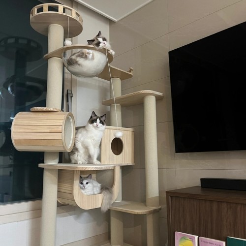 우리 냥이 최고의 선물! 가르르 원목 캣폴 갤럭시캣타워 솔직 후기