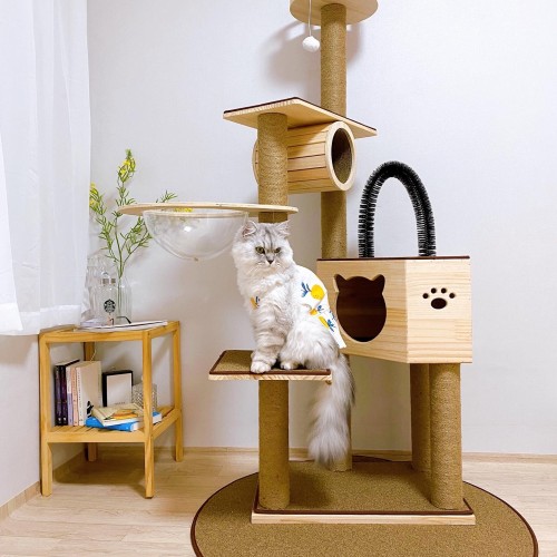 냥이의 로망 실현! 우리집 인테리어까지 살려주는 가르르 캣타워 고양이 원목 우주선 160cm, 진짜 만족 후기 5 냥이의 로망 실현! 우리집 인테리어까지 살려주는 가르르 캣타워 고양이 원목 우주선 160cm, 진짜 만족 후기