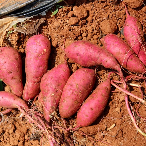 꿀 고구마 찐 후기! 3kg 5kg 호박고구마 베니하루카, 겨울 간식 끝판왕!