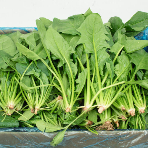 싱싱함이 살아있는 제철 시금치 4kg, 우리 집 밥상 위의 건강 지킴이!