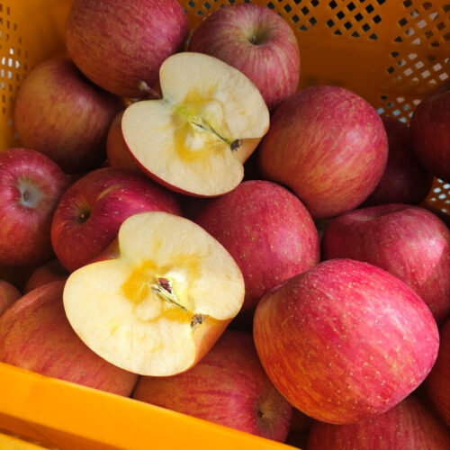 문경 사과, 이 맛 실화? 산지직송 꿀사과 솔직 후기!