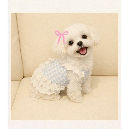 봄여름 우리 댕댕이 패션, 코어엑시스 해군카라 조끼로 완성! 6 봄여름 우리 댕댕이 패션, 코어엑시스 해군카라 조끼로 완성!