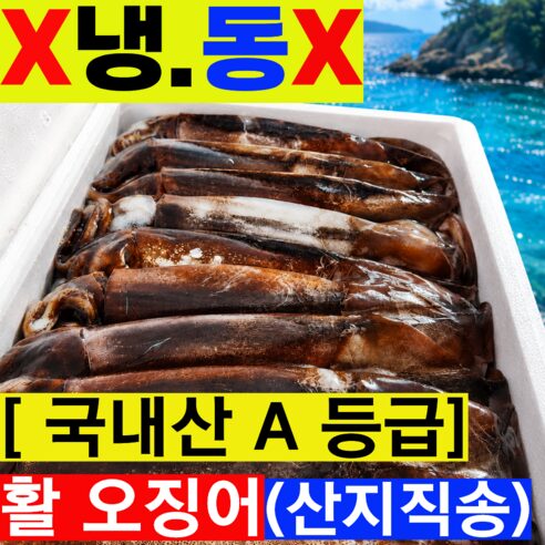 2026년 초특가! 싱싱함이 살아있는 당일조업 생물 초코오징어 서해 산지직송 후기
